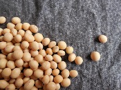 Graines de Soja Jaune 500g (à faire germer ou utiliser pour fabriquer du lait de soja ou du tofu) - Marque Coq 